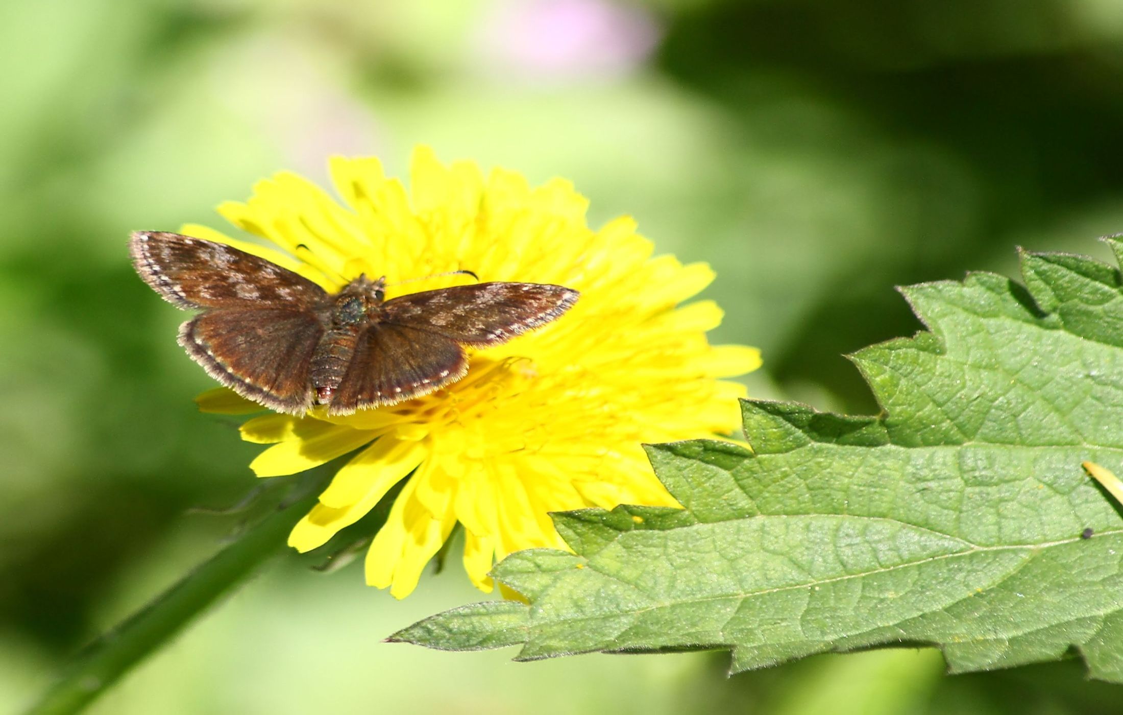 identificazione lepidotteri